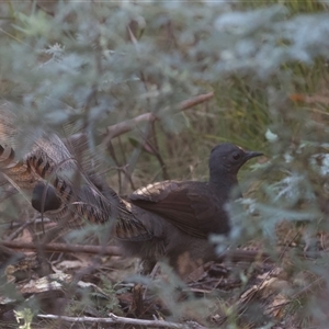 Menura novaehollandiae at Tharwa, ACT - 25 Mar 2025 by Pirom