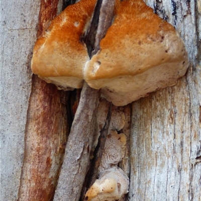 Unverified Other fungi on wood at West Hobart, TAS - 3 May 2025 by VanessaC
