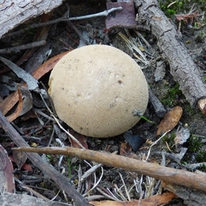 Unverified Puffball & the like at West Hobart, TAS - 3 May 2025 by VanessaC