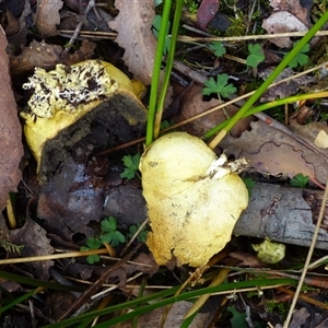 Unverified Fungus at Collinsvale, TAS - 9 May 2025 by VanessaC