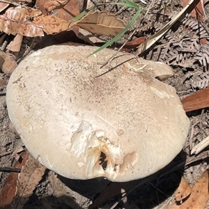 Austrocortinarius australiensis at Thirlmere, NSW - Yesterday by Clarel