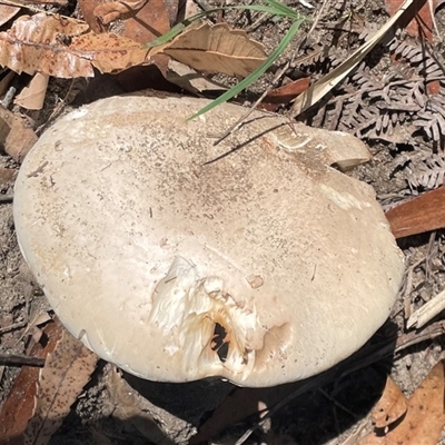 Austrocortinarius australiensis at Thirlmere, NSW - 17 May 2025 by Clarel