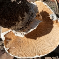 Austrocortinarius australiensis at Thirlmere, NSW - 17 May 2025 12:08 PM
