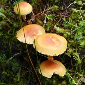 Unverified Cap on a stem; gills below cap [mushrooms or mushroom-like] at Collinsvale, TAS - 9 May 2025 by VanessaC