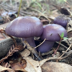 Cortinarius archeri s.l. at Thirlmere, NSW - 17 May 2025 10:30 AM