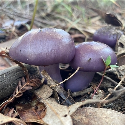 Cortinarius archeri s.l. (Emperor Cortinar) at Thirlmere, NSW - 17 May 2025 by Clarel