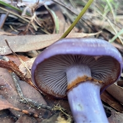 Cortinarius archeri s.l. at Thirlmere, NSW - 17 May 2025 10:30 AM