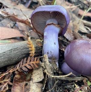 Cortinarius archeri s.l. at Thirlmere, NSW - 17 May 2025 10:30 AM