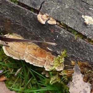 Unverified Shelf-like to hoof-like & usually on wood at Wellington Park, TAS - 9 May 2025 by VanessaC