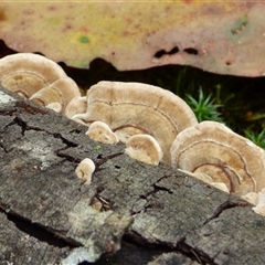 Trametes sp. at Wellington Park, TAS - 9 May 2025 03:07 PM