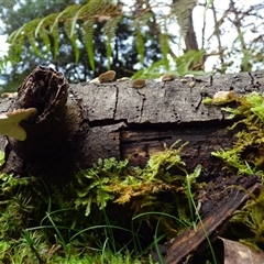 Trametes sp. at Wellington Park, TAS - 9 May 2025 03:07 PM