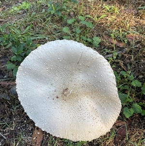 Unverified Cap on a stem; gills below cap [mushrooms or mushroom-like] at Thirlmere, NSW - Yesterday by Clarel