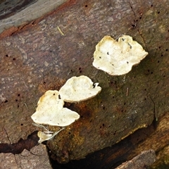 Unverified Shelf-like to hoof-like & usually on wood at Wellington Park, TAS - 9 May 2025 by VanessaC