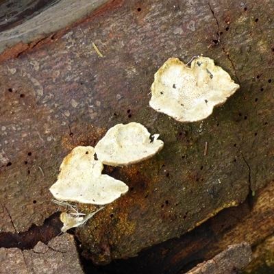 Unverified Shelf-like to hoof-like & usually on wood at Wellington Park, TAS - 9 May 2025 by VanessaC