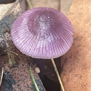 Parasola sp. (genus) at Thirlmere, NSW - Yesterday by Clarel
