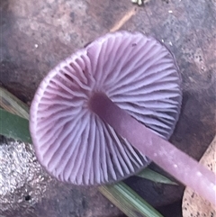 Hygrocybe sp. at Thirlmere, NSW - 17 May 2025 11:11 AM