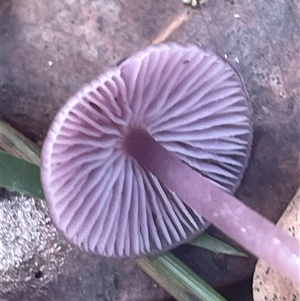 Hygrocybe sp. at Thirlmere, NSW - 17 May 2025 11:11 AM