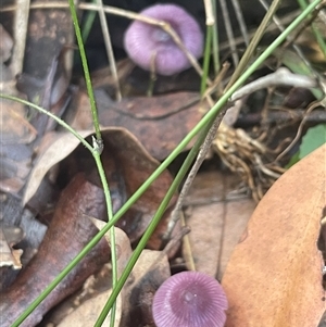 Hygrocybe sp. at Thirlmere, NSW - 17 May 2025 11:11 AM