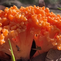 Ramaria sp. (genus) at Thirlmere, NSW - 17 May 2025 by Clarel
