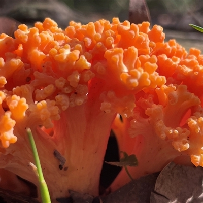 Ramaria sp. (genus) at Thirlmere, NSW - 17 May 2025 by Clarel