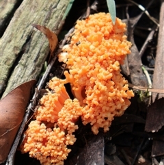 Ramaria sp. (genus) at Thirlmere, NSW - 17 May 2025 12:36 PM