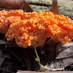 Ramaria sp. (genus) at Thirlmere, NSW - 17 May 2025 12:36 PM