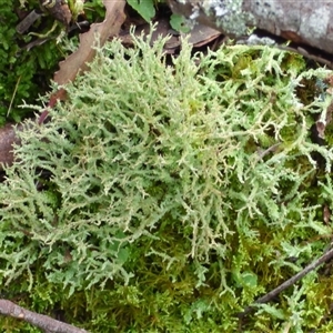 Unverified Lichen at Wellington Park, TAS - 9 May 2025 by VanessaC