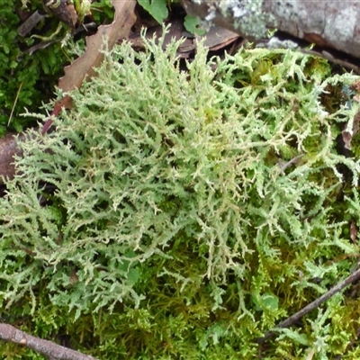 Unverified Lichen at Wellington Park, TAS - 9 May 2025 by VanessaC