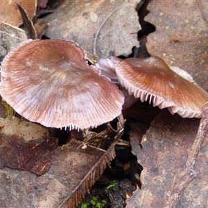 Unverified Cap on a stem; gills below cap [mushrooms or mushroom-like] at Wellington Park, TAS - 9 May 2025 by VanessaC