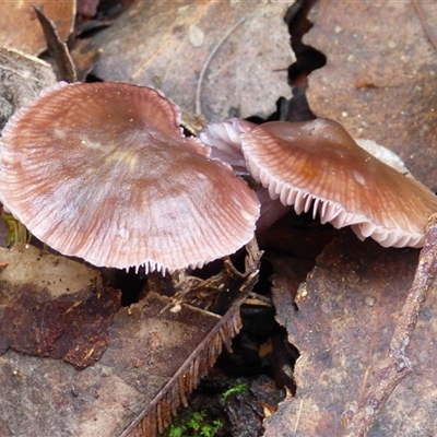 Unverified Cap on a stem; gills below cap [mushrooms or mushroom-like] at Wellington Park, TAS - 9 May 2025 by VanessaC