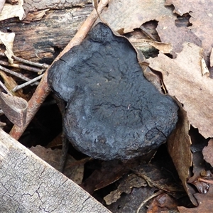 Unverified Fungus at Wellington Park, TAS - 9 May 2025 by VanessaC