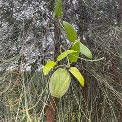 Araujia sericifera (Moth Plant) at Picton, NSW - Today by Clarel