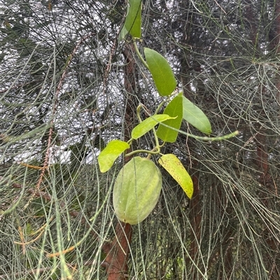 Araujia sericifera (Moth Plant) at Picton, NSW - Today by Clarel