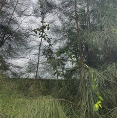 Araujia sericifera at Picton, NSW - 18 May 2025 08:27 AM