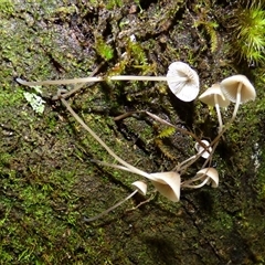 Unverified Cap on a stem; gills below cap [mushrooms or mushroom-like] at Wellington Park, TAS - 9 May 2025 by VanessaC