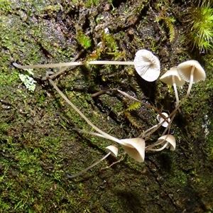 Unverified Cap on a stem; gills below cap [mushrooms or mushroom-like] at Wellington Park, TAS - 9 May 2025 by VanessaC