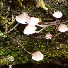 Mycena sp. (genus) at Wellington Park, TAS - 9 May 2025 03:26 PM