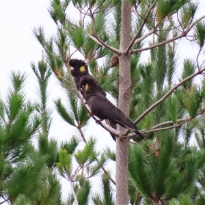 Zanda funerea at Farringdon, NSW - Today by MB