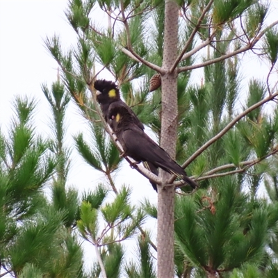 Zanda funerea (Yellow-tailed Black-Cockatoo) at Farringdon, NSW - Yesterday by MB