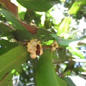 Mellitidia tomentifera at Syndicate, QLD - 26 Oct 2014 by JasonPStewartNMsnc2016