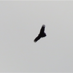 Aquila audax at Captains Flat, NSW - Yesterday by MB