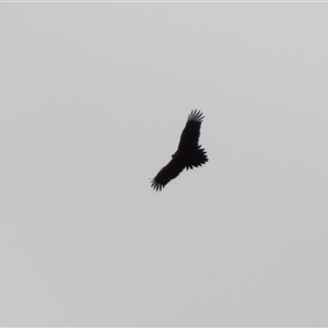 Aquila audax at Captains Flat, NSW - Today by MB