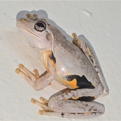 Litoria rothi at Kakadu, NT - 18 May 2025 by HelenCross