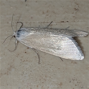 Scirpophaga imparellus at Kakadu, NT - 18 May 2025 10:03 PM