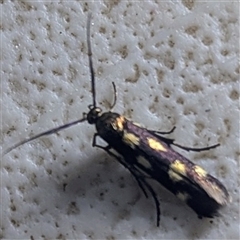 Eretmocera chrysias (A Tropical longhorned moth (Scythrididae) at Kakadu, NT - Yesterday by HelenCross