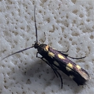 Unverified Moth (Lepidoptera) at Kakadu, NT - Today by HelenCross