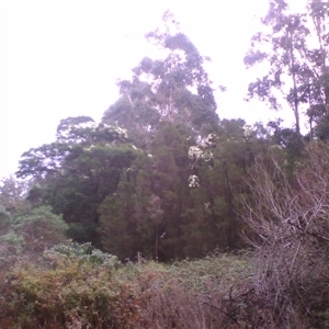 Melaleuca ericifolia at suppressed - suppressed