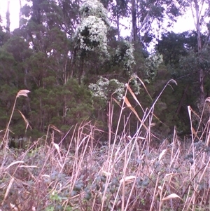 Melaleuca ericifolia at suppressed - suppressed