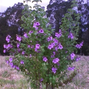 Prostanthera rotundifolia (Round-leaved Mint-Bush) by JasonPStewartNMsnc2016