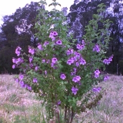 Prostanthera rotundifolia at suppressed - suppressed